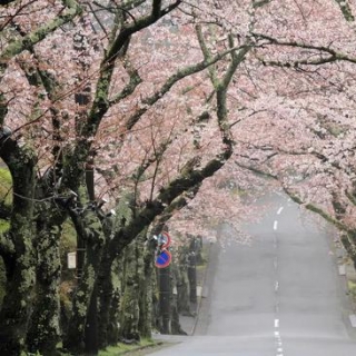 忘记东京大阪 这才是日本的正确打开方式