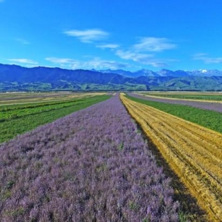 世界三大薰衣草基地之一 这片塞上江南迎来颜值巅峰