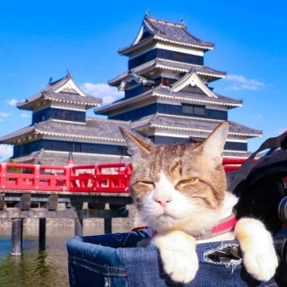 人活着不如猫系列 两只猫8年环游日本1000多个景点！