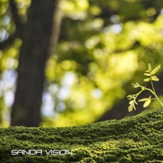 南京灵谷寺又火了 有萤火虫的夏天最美