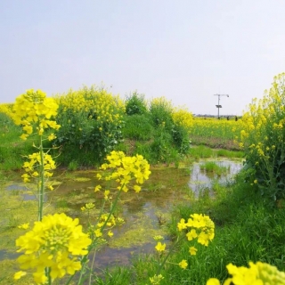 中国最美的油菜花全在这里了 你去过几个？